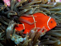 Taken at Hastings reef, Great Barrier reef Australia. by Tim Clark 